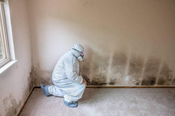 Best Specialized Mold Remediation in USA